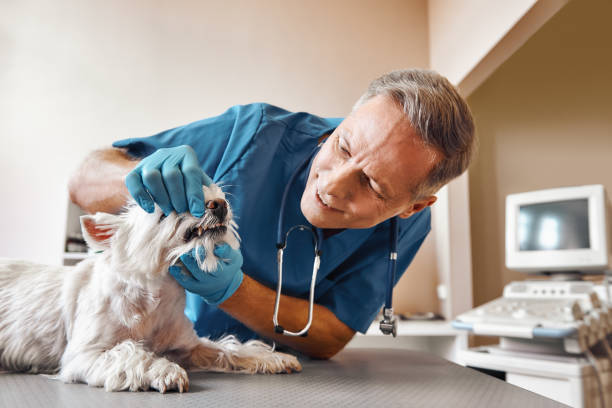 Best Weekend Emergency Dentist in Columbus, MT